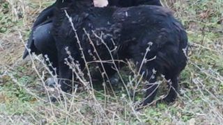 Marian Munteanu, la casa de la Breaza, acolo unde creste animale