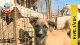 In lege gratuit, in realitate pe bani! Trebuie sa scoti bani frumosi daca vrei sa adopti un caine dintr-un adapost public