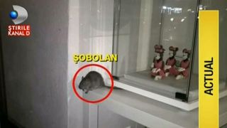 Protectia Consumatorului a inchis o cofetarie din Capitala, dupa ce o femeie a fotografiat un sobolan plimbandu-se printre prajituri. Ce s-a intamplat dupa e revoltator