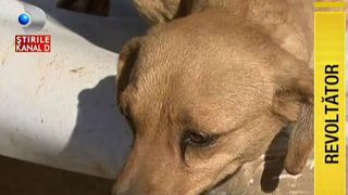 Conform legii, adoptia unui catel este gratuita in Romania. In realitate, situatia este total alta. Cati bani se cer in adaposturi