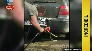 Panica pentru un sofer din Targu Jiu. Un sarpe, lung de aproape un metru si jumatate, si-a facut ascunzatoare sub caroseria masinii lui