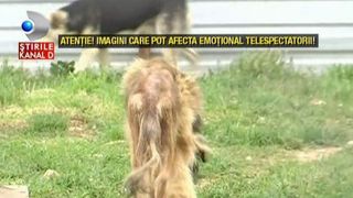 Reportaj, marca "Salvam suflete". In loc sa ii ajute, i-au omorat. Cainii din adapostul groazei din Prahova au fost eutanasiati: "Criminalistii au venit aici, sunt 24 de cadavre in saci"