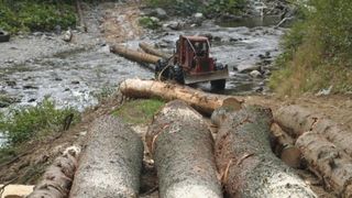 Crestere alarmanta a numarului de cazuri de taieri ilegale de arbori! De la 62 de cazuri pe zi in 2014 s-a ajuns la 96 de incidente in 2015, potrivit Greenpeace Romania