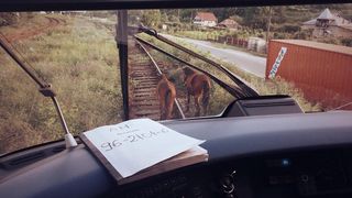 Se intampla in Romania! Doi cai au intarziat un tren care circula de la Sibiu la Craiova!