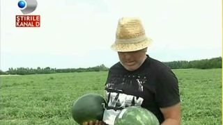 Adevarul despre pepenii de Dabuleni: de 10 ani samanta romaneasca nu a mai incoltit