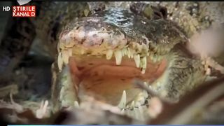 Imagini socante! Si-a privit bebelusul cum a fost luat de un aligator si tarat in apa