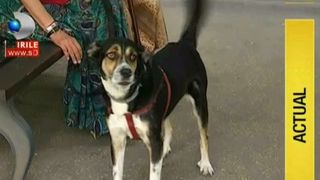 Cresti un animal in casa? Aveti grija, amenzile sunt usturatoare! Puteti fi sanctionati si daca hraniti porumbeii la geam