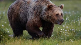 Un barbat de 60 de ani a fost atacat de urs in apropiere de Brasov! Fiara i-a sfasiat abdomenul!