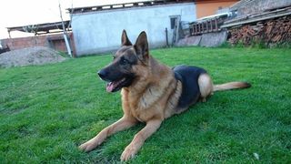 Cainele politist Jake a fost casat si sos la licitatie