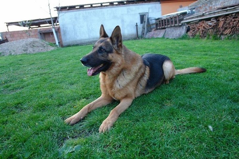 Cainele politist Jake a fost casat si sos la licitatie