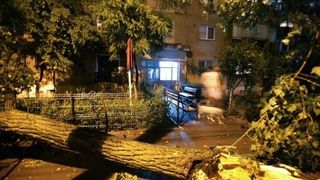 Vijelia a facut o victima in Mures. O fetita a murit dupa ce un copac smuls de vant a cazut peste masina in care se afla