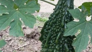 O tanara din Calarasi a pus pe picioare o afacere dintr-o "ciudatenie". Castravetele amar, mina de aur pe care se bat companiile farmaceutice