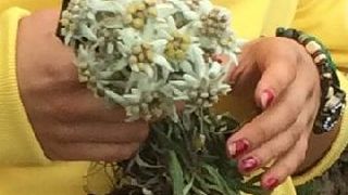 Cativa turisti au rupt 30 de flori de colt din Muntii Bucegi. Jandarmeria ii cauta pe raufacatori