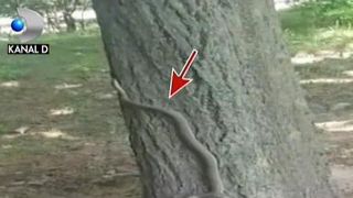 S-au dus sa se trateze, insa au fost la un pas de infarct. Mai multi pacienti de la Spitalul de Urgenta Galati au inlemnit de spaima cand au vazut in curtea institutiei un sarpe urias