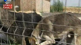 Nu doar oamenii se topesc de caldura! Animale, la balaceala pe canicula