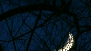 Padurea Hoia-Baciu, salasul Necuratului? Vrajitoarele descanta in miezul noptii: "Aici sunt forte si benefice, si malefice"