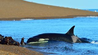 Imagini unice! Momentul in care o orca isi risca viata pentru a manca un leu de mare. Spectacol la malul marii