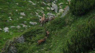 Act infiorator de braconaj. O capra neagra a fost ucisa in Muntii Rodnei sub privirile unor turisti. Infractorii au fost fotografiati in plina actiune
