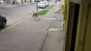 Un caine de lupta a sfasiat un catelus sub privirile ingrozite ale brailenilor