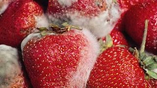 Ai mancat vreodata alimente mucegaite? Provoaca substante toxice in organism