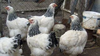 Ficatul de pasare, bomba cu ceas sau super aliment? Vezi ce fel de pasari au cel mai bun ficat si de ce!