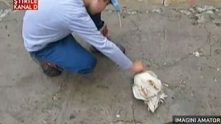 Imagini filmate in Arad. Un baiat hipnotizeaza un cocos: pasarea pur si simplu adoarme sub vraja micutului