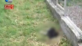 Adapost "fantoma", pe banii publici. Animalele sunt tinute in conditii mizerabile. Jurnalistii au descoperit osemninte de caini