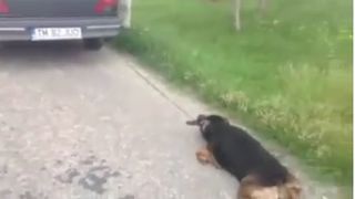 Imagini SOC! Un cuplu de pensionari a legat un caine de masina si l-a tarat. Catelul a fost pedepsit pentru ca alergase gainile din curte
