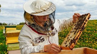 Ministrul Agriculturii trage un semnal de alarma: "Apicultorii falsifica mierea! Pun zahar in stup!"