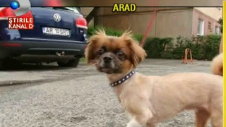 Taxa pe caine la bloc. Cativa stapani din Arad s-au trezit cu facturi mai mari la intretinere din cauza ca au animale in casa