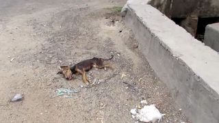 Catelul asta s-a prabusit in plina strada, dar pana la urma a fost salvat. O asociatie l-a pus pe picioare si acum arata excelent