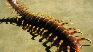 Oamenii de stiinta au descoperit o noua insecta veninoasa: &bdquo;Arata infricosator. Are picioarele extrem de lungi si este de un negru-verzui oribil&rdquo;. Intepatura ei este sfasietoare