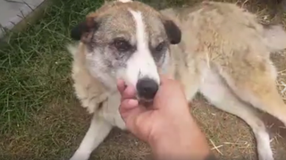 Astia sunt "dulaii" care au atacat-o pe Andreea Marin