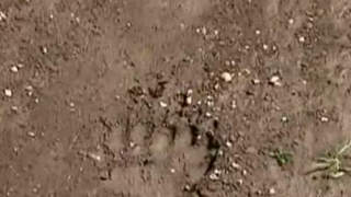 Misterul animalului care terorizeaza comuna Izvoarele se adanceste. Ce se intampla la 2 luni de cand animalele oamenilor au inceput sa fie omorate