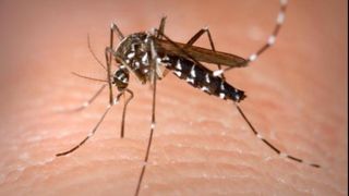 Alerta in Constanta. Tantarul-tigru, cel care transmite virusul Zika si Febra Galbena a aparut in oras
