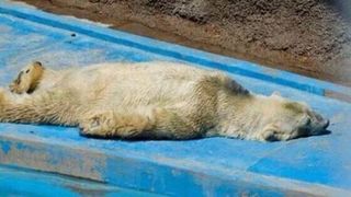Imagini dramatice! Cel mai trist urs polar din lume a murit in conditii mizerabile! Arturo a fost fortat sa traiasca 23 de ani la 40 de grade Celsius