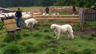 Controale la st&acirc;nele din Harghita. Sunt vizati ciobanii care au mai mult de trei caini