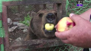 Are 16 ani, măn&acirc;ncă 80 de kilograme de miere pe an, bea 700 de litri de lapte şi este cetăţean de onoare &icirc;n Straja! Este vorba despre cel mai simpatic urs din Romania