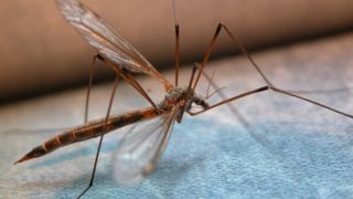 Invazie de tantari pe litoral. Un copil de 4 ani a ajuns la urgente din cauza intepaturilor