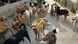 Primaria Constanta, acuzata ca ucide cainii maidanezi. Satenii spun ca e otrava pe strazi