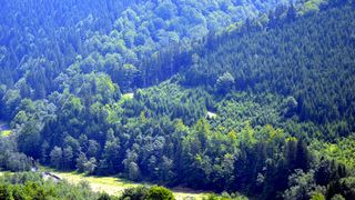 Asa arata padurea de la Valea Doftanei