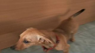 "Salvam Suflete". Trăim &icirc;ntr-o ţară &icirc;n care animalele sunt chinuite, iar statul nu face nimic pentru a le proteja. Povestea a doi caini care au fost salvati de la moarte