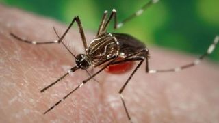 Temutul virus Zika a ajuns &icirc;n Rom&acirc;nia. Ce e de facut si cum ne putem feri de tantarul care a pus lumea pe jar? Iată c&acirc;teva răspunsuri care ne ajută să &icirc;nţelegem pericolul