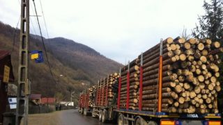 Ministerul Mediului a lansat o aplicatie prin care cetatenii pot verfica daca un transport de lemn este legal. Iata cum functioneaza