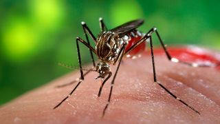 Ministerul Sănătăţii confirmă al doilea caz de import de virus Zika &icirc;n Rom&acirc;nia. Este vorba despre un băiat &icirc;n v&acirc;rstă de 10 ani