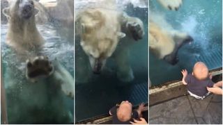 Momente de panica la o gradina zoologica. Un urs polar, la un pas de a inhata cu copil. Din fericire insa, baietelul se afla de partea cealalta a geamului
