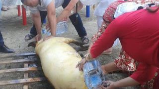 Imaginile groazei. O familie de romi a taiat un porc pe plaja din Mamaia