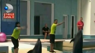 Misiune indeplinita. Delfinii din Constanta au fost mutati in noul bazin, din noul delfinariu: "Femelele au iesit la noi si ne-au zambit"