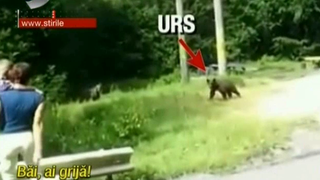 Specialistii trag un semnal de alarma: "Feriti-va de ursi!". Si cand ii fotografiati sunteti in pericol! Ce nu trebuie sa faceti niciodata