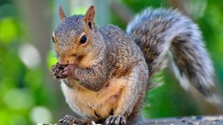 Primaria Bistrita risca o amenda de 50.000 de lei pentru ca le-a facut case prea mici veveritelor din parc! Un biolog s-a revoltat cand a vazut ca animalutele au prea putin spatiu!